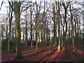 TQ4677 : Late afternoon sunshine in Bostall Woods by Stephen Craven