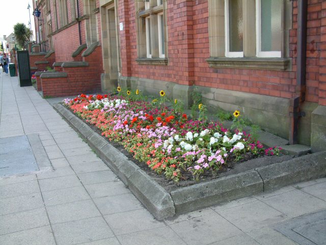 Sunflowers on Greenfield Street