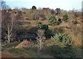 SS8677 : Duneland trees to the west of Candleston Castle by eswales