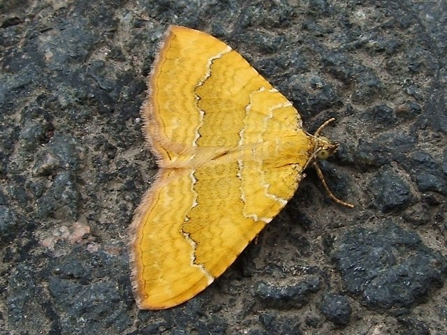 A moth - Yellow Shell (Camptogramma bilineata)