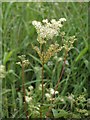 NS3976 : Meadowsweet (Filipendula ulmaria) by Lairich Rig