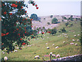 SD9477 : Summer grazing at Buckden by Stephen Craven