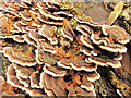 SD7406 : Bracket Fungus (Many-Zoned Polypore) by John Tustin