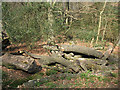 TL4400 : Epping Forest: log pile with fungi by Stephen Craven