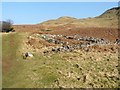 NS4277 : Disused sheepfold by Lairich Rig