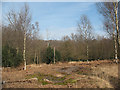 TQ4399 : Epping Forest: clearing with young birches by Stephen Craven