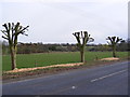 TM3864 : Tree Surgery, B1121 Main Road, Carlton by Geographer