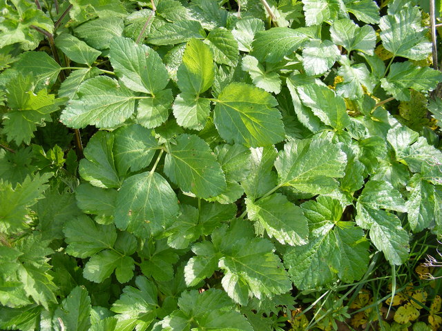 Woodland Plants