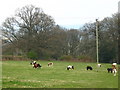 SO1419 : Miniature ponies in field by George Evans