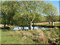 TQ2072 : Martin's Pond, in Richmond Park by Stephen Craven