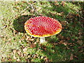 SY9895 : Fly Agaric by David Tarrant