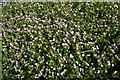 NJ9644 : Pink Purslane (Claytonia sibirica) by Anne Burgess