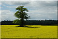 ST7165 : Tree in field, Newbridge, Bath by Roger Stead