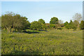 SS8677 : Bushes and trees in the north of Merthyr Mawr Warren (spring view) by eswales