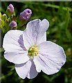 NF8274 : Cuckoo Flower or Lady's Smock (Cardamine pratensis) by Anne Burgess