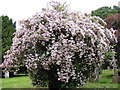 TM1659 : Tree in Blossom, St Catherine's Church, Pettaugh by Geographer