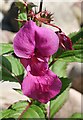 NJ3460 : Himalayan Balsam (Impatiens glandulifera) by Anne Burgess