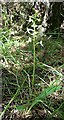 NJ3265 : Lesser Butterfly Orchid (Platanthera bifolia) by Anne Burgess