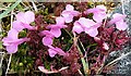 NF7636 : Lousewort (Pedicularis sylvatica) by Anne Burgess