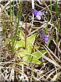 NF8138 : Common Butterwort  (Pinguicula vulgaris) by Anne Burgess