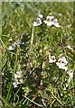 NJ3265 : Eyebright (Euphrasia sp) by Anne Burgess