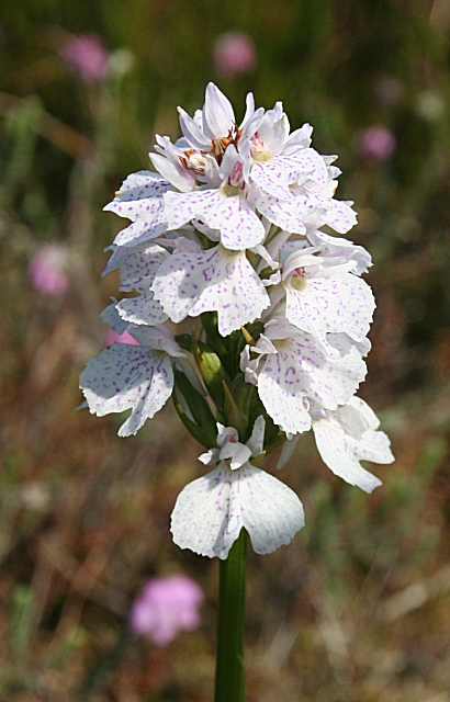 Heath Spotted Orchid (Dactylorhiza maculata)