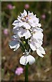 NJ8257 : Heath Spotted Orchid (Dactylorhiza maculata) by Anne Burgess