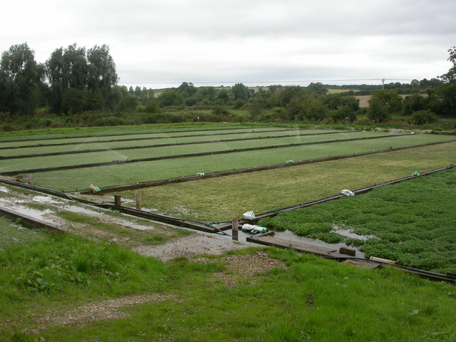 Wimborne St Giles, watercress beds