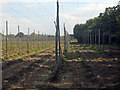 TQ8129 : Hop Garden, Hoad's Farm - After Harvest by Oast House Archive