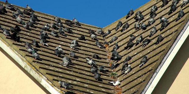 Feral pigeons, Belfast (2)