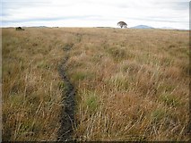 NS5191 : Sheep tracks above Loaninghead. by Richard Webb