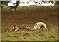 SP2556 : Fallow bucks fighting at Charlecote Park by Derek Harper