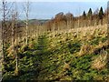 NS4077 : Footpath around Beechwood Estate by Lairich Rig