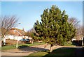 TQ3902 : Fir Tree in Banning Vale by Paul Gillett