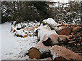 TQ4371 : Log pile near Walden Recreation Ground by Stephen Craven