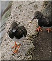 SX8961 : Turnstones, Preston by Derek Harper