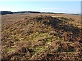 NS4782 : View along mound by Lairich Rig