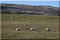 SH5904 : Grazing near Waenfach farm by Nigel Brown