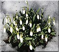 NO3272 : Snowdrops (Galanthus nivalis) by Anne Burgess