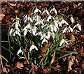 NJ1663 : Snowdrops (Galanthus nivalis) by Anne Burgess