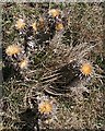 NK0529 : Carline Thistle (Carlina vulgaris) by Anne Burgess