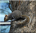 J3372 : Grey squirrel, Botanic Gardens, Belfast by Albert Bridge