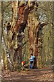 SK6267 : A Pair of Dead Oaks, Sherwood Forest Country Park by Mick Garratt