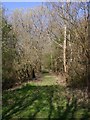 SP3050 : Trackbed of the S&MJR, near Combrook by David P Howard