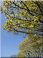 SX9065 : Trees in flower, Cricketfield Road, Torquay by Derek Harper