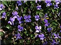 SX9150 : Violets by the coast path by Derek Harper