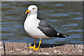 ST1769 : Lesser Black-backed Gull - Cosmeston Lakes (set of 3 images) by Mick Lobb