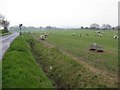 TL0847 : Sheep alongside Southill Road by M J Richardson