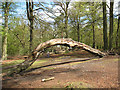 SJ8577 : Arched fallen tree by Stephen Craven