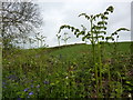 SX8955 : Bracken and bluebells, footpath from Alston Lane by Tom Jolliffe